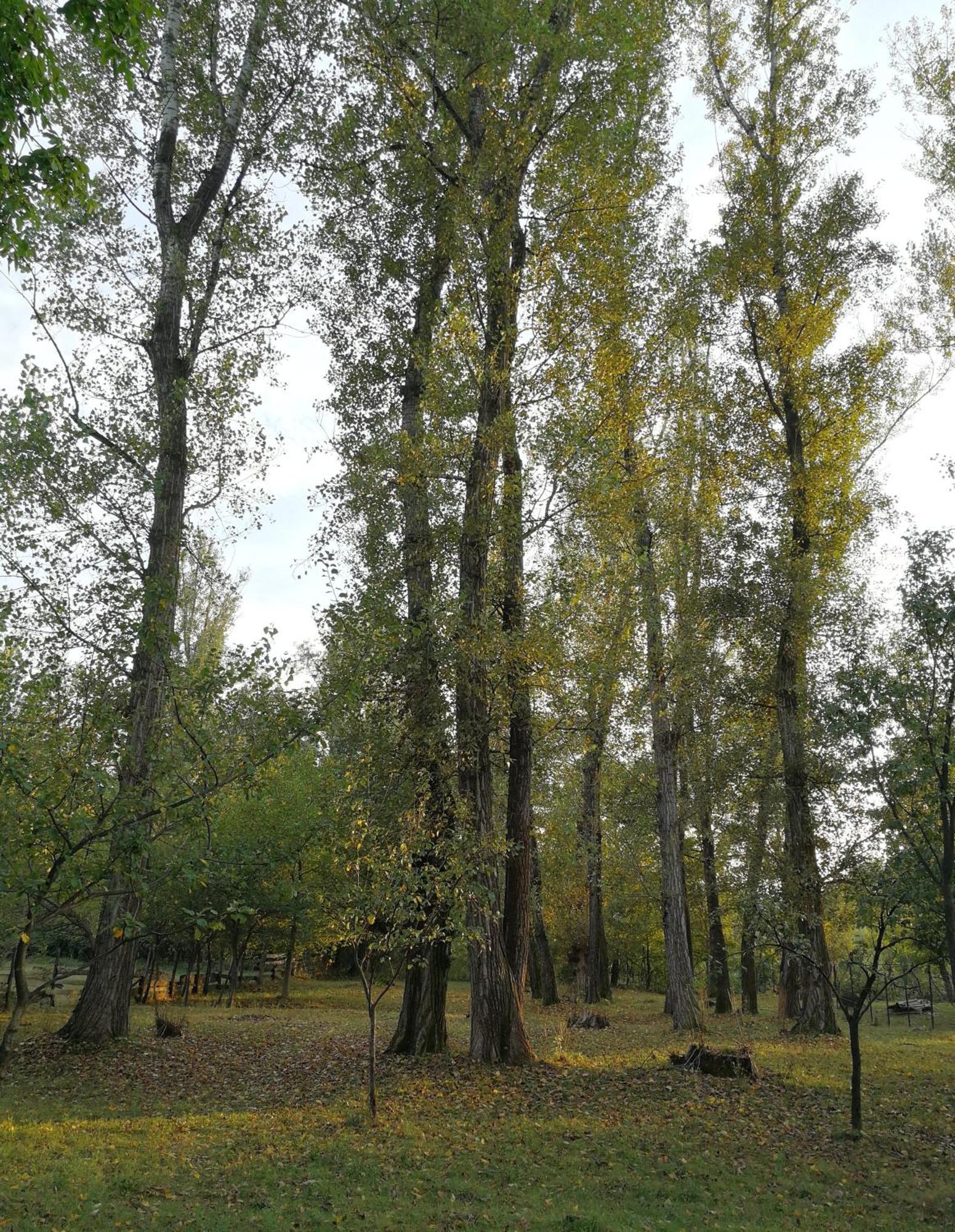 Casa De Vacanta Alina Prundul Birgaului ภายนอก รูปภาพ
